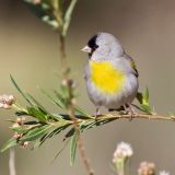 Male in alternate plumage