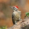 Ladder-backed Woodpecker