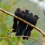 Roosting - Zamora South-Ecuador