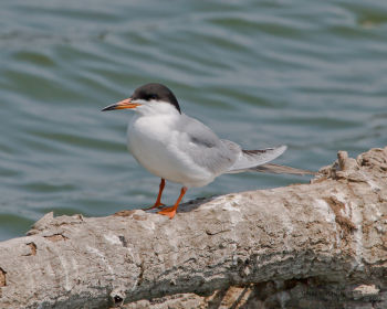 Lido, Redwood City, CA, US - May 3, 2008