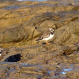 Ruddy Turnstones