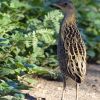 Corn Crake