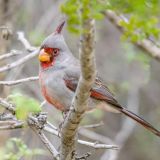 Lower Rio Grande Valley - Falcon S.P. Texas - January 15, 2013