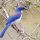 Island Scrub-Jay