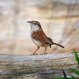 Carolina Wren