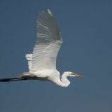 In flight