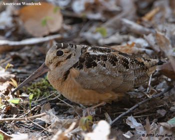 American Woodcock