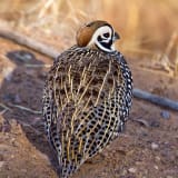 Male Montezuma Quail, Chiricahua Mountains, SE Arizona