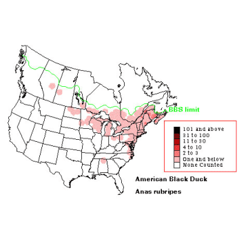 American Black Duck distribution map
