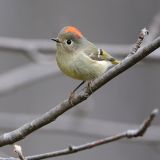 Male Ruby-crowned Kinglet