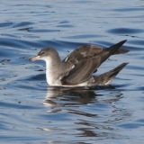 Pink-footed Shearwater