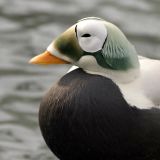 Threatened spectacled eider male (Somateria fischeri), Alaska SeaLife Center, Seward, Alaska