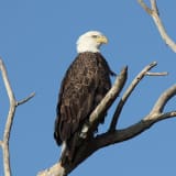 Sacramento National Wildlife Refuge January 2013