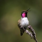 N. Jalatengo (Sierra de Miahuatlan), Oaxaca