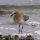 Red-necked Stint