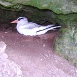 Red-billed Tropicbird