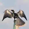 Anhinga