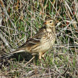 Colusa National Wildlife Refuge, Colusa County, California - December 10, 2011