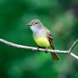 Great Crested Flycatcher