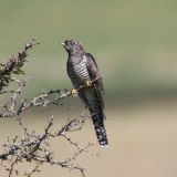 Common Cuckoo Beltout, Beachy Head