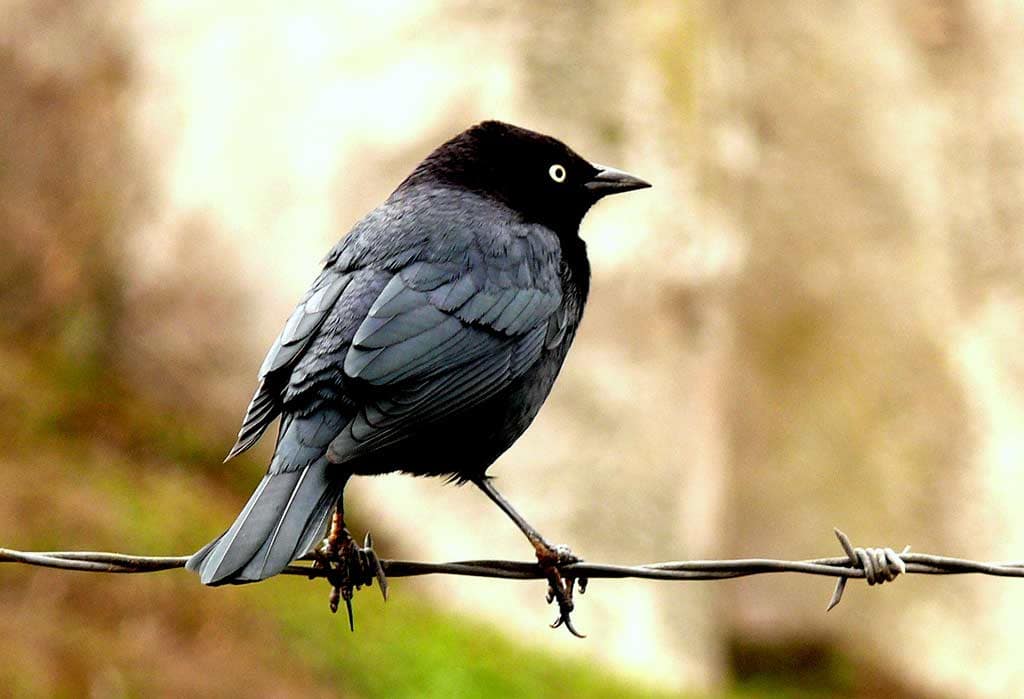 Small Black Birds In Southern California