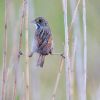 Seaside Sparrow