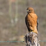 Darker western bird- San Luis Obispo County, California, US - December 19, 2008