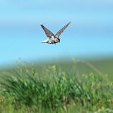 Male in flight - Durham, Canada