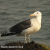 Great Black-backed Gull