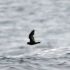 Least Storm-Petrel