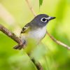 Blue-headed Vireo