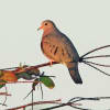 Common Ground-Dove