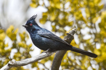 Male Phainopepla