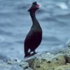 Red-faced Cormorant