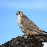 Gyrfalcon