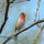 Common Rosefinch