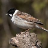 Male - Reed Bunting at Summerleys Nature Reserve, Northants - April 5, 2007