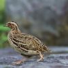 Japanese Quail