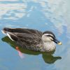 Spot-billed Duck