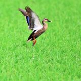 Spot-billed Duck