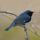 Black-throated Blue Warbler