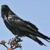 Chihuahuan Raven