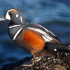 Harlequin Duck