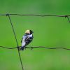 Bobolink