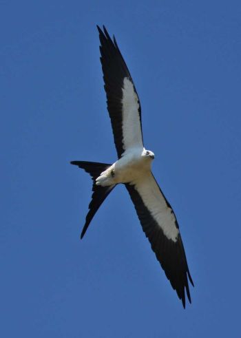 Hendry County, Florida, US - March 26, 2011