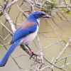 Island Scrub-Jay