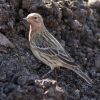 Red-Throated Pipit