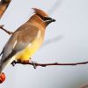 Cedar Waxwing