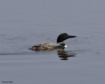 Common Loon