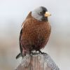 Gray-crowned Rosy Finch